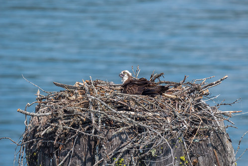 Osprey Shift Change | by Warp Factor