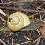 Hain-Bänderschnecke (Brown-lipped Snail, Cepaea nemoralis)