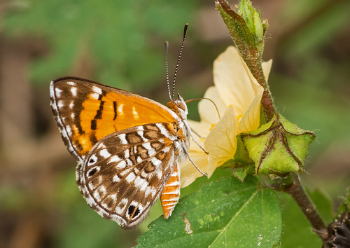 colombia vlinder