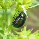 Variabler Johanniskraut-Blattkäfer (Variegated St. Johns Wort Beetle, Chrysolina varians)