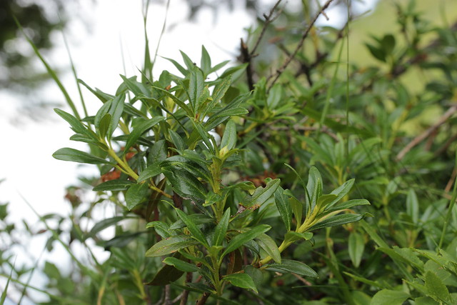 Alpenrose - Rhododendron ferrugineum