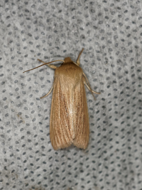 Common Wainscot Moth