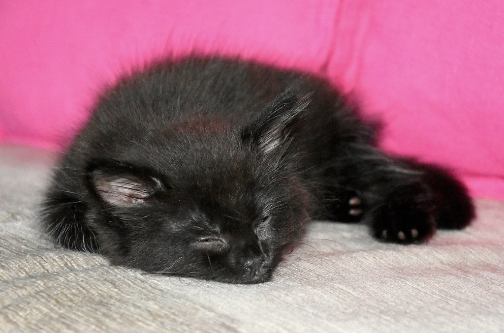 Kitten nap.
