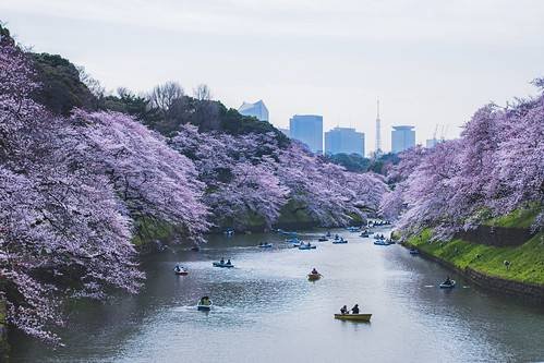 japan tokyo chiyoda chidorigafuchi moat sakura cherry blossoms flowers nature spring hanami boats water nikon d5500 日本 東京 さくら 桜 花見 千鳥ヶ淵 千代田 tumblr