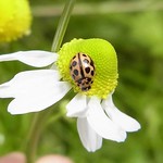 Sechzehnpunkt-Marienkäfer (Sixteen-spot Ladybird, Tytthaspis sedecimpunctata)