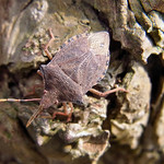 Waldwächter (Dock Leaf Bug, Arma custos)