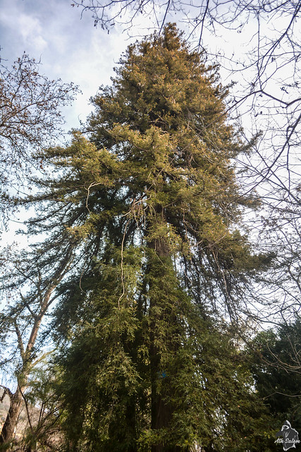Séquoia dans le jardin public de Miliana
