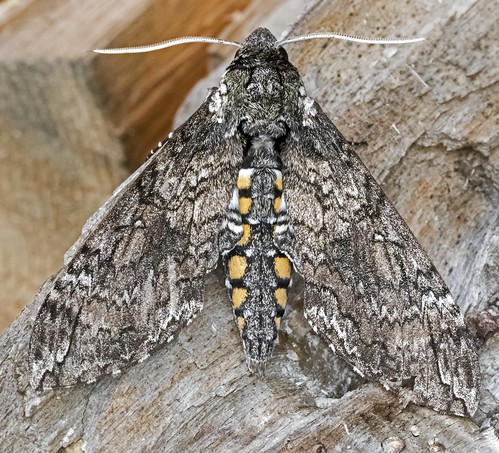 sphinx moths moth