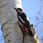 Buntspecht (Great Spotted Woodpecker, Dendrocopos major), Männchen