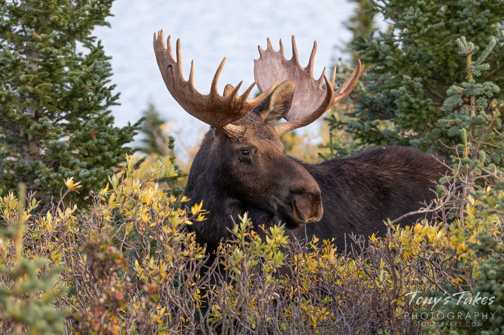 Moose bull grazing in the early morning