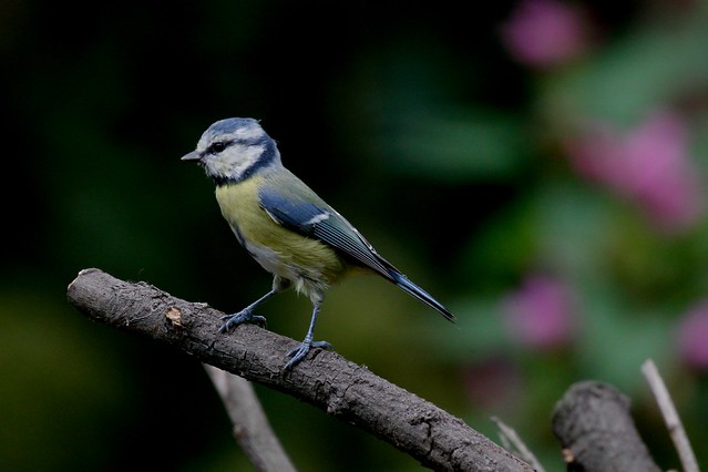 Tit in the garden setting