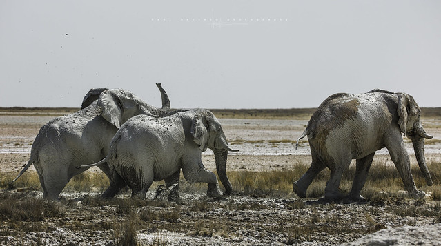 Elephants bull going out from having a mud bath. Etosha, Namibia.