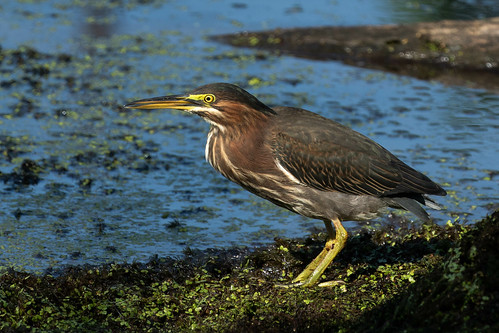 green heron bird nature wildlife