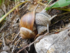 Snail in Burgundy