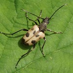 Gefleckter Blütenbock (Speckled Longhorn Beetle, Pachytodes cerambyciformis)