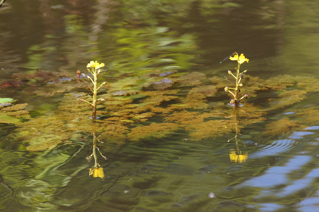 Flowers in mid-stream