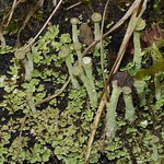 Cladonia sp. im Hiesfelder Wald