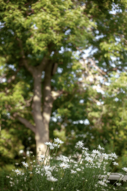 Flowers & Softly Focused Treetops