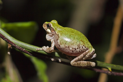 june2018 birdvoicedtreefrog amphibians frogs herps