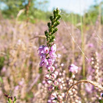 Besenheide (Calluna vulgaris) in der Dellbrücker Heide