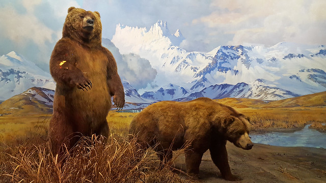 Bears - American Museum of Natural History, NYC