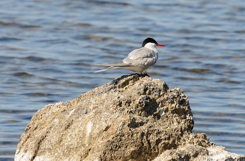 20180528-072F | Küstenseeschwalbe (Sterna paradisaea) auf Stora Karlsö. Gotland/Schweden, 28.05.2018