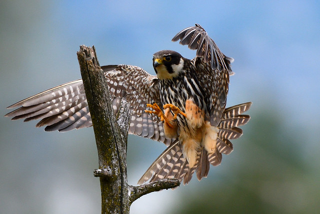 Faucon hobereau Falco subbuteo - Eurasian Hobby