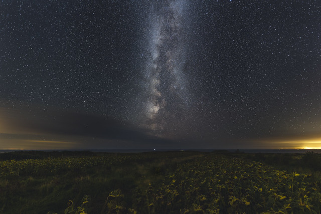 Milkyway shining bright with drooping sunflowers. Explored 07/09/18 #79