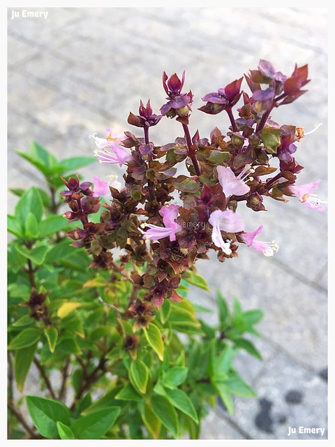 🌸 Flor de manjericão / 🌸 Basil flower