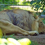 Männlicher Asiatischer Löwe (Panthera leo persica) im Kölner Zoo