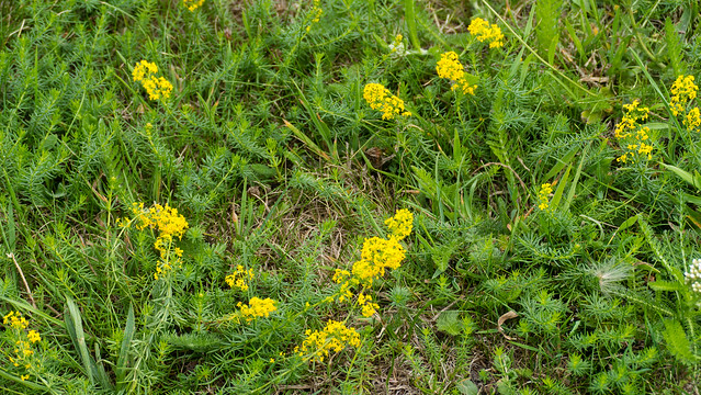 Lady's bedstraw, flowering