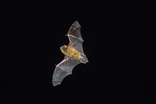 Bat Fledermaus 180810 118.jpg | by juergen.mangelsdorf