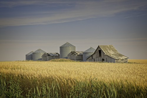 Farms, canada alberta farm farms sky blue yellow wheat clouds rural landscapescanadaalbertafarmfarmsskyblueyellowwheatcloudsrurallandscapes