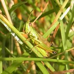 Große Goldschrecke (Large Gold Grashopper, Chrysochraon dispar), Männchen