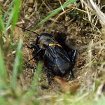 Feldgrille (Field Cricket, Gryllus campestris), Männchen