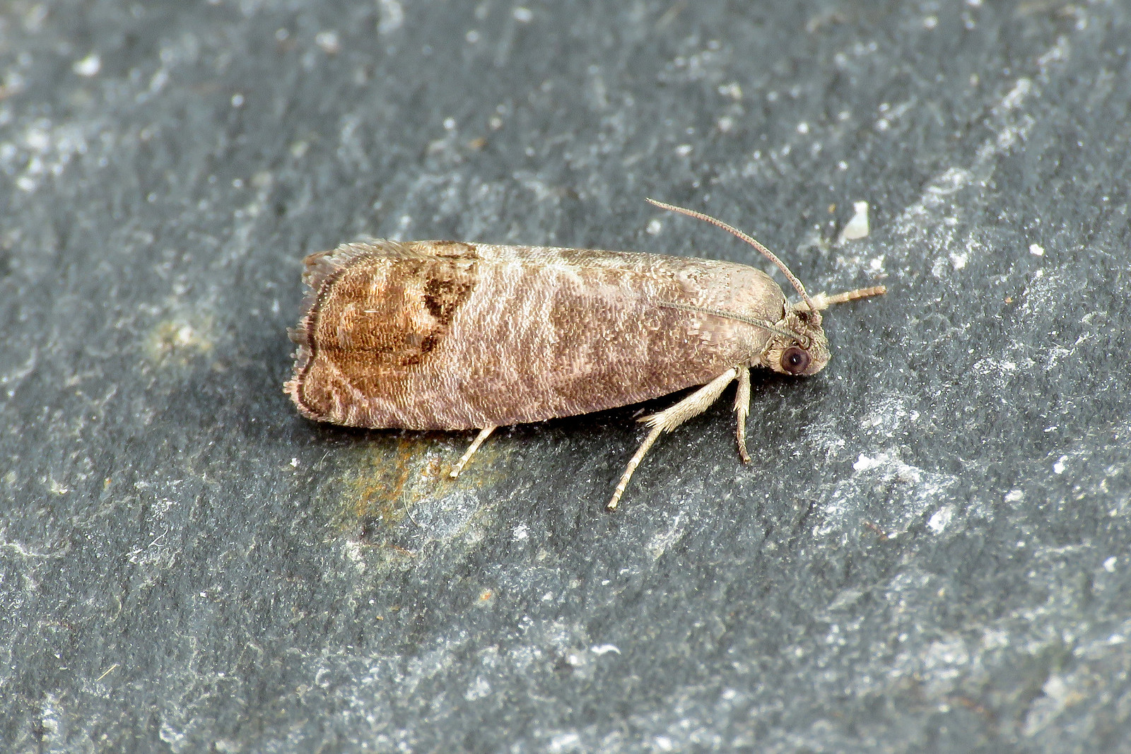 49.338 Codling Moth - Cydia pomonella