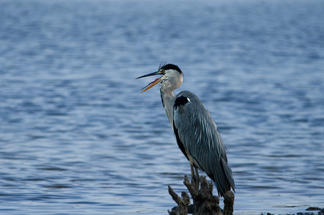 Grey Heron with a lot to say!