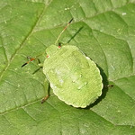 Grüne Stinkwanze (Green Shieldbug, Palomena prasina), Nymphe im 3. Larvenstadium