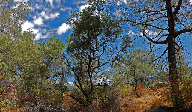 Late Summer Forest Panorama