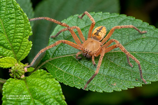 Huntsman spider (cf. Olios sp.) - DSC_1200