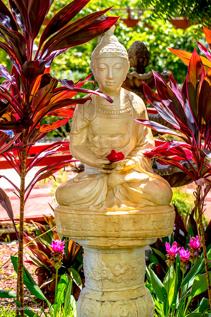 Peaceful Buddha amidst colorful Crotons