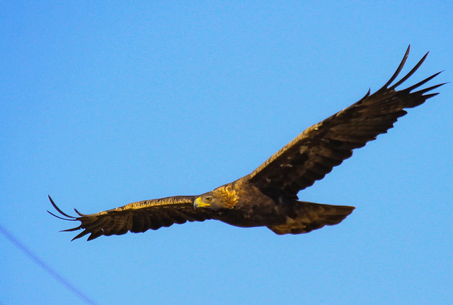 Golden Eagle (Aquila Chrysaetos) 2018