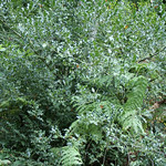 Europäische Stechpalme (Ilex aquifolium) im Schellenberger Wald