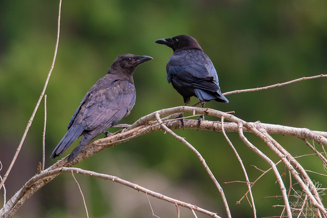 Mama and Young Crow