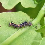 Schlehen-Bürstenspinner (Rusty Tussock Moth, Orgyia antiqua), Raupe