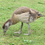 Nilgans (Egyptian Goose, Alopochen aegyptiaca), Jungtier