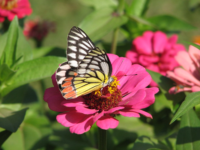 BB - beautiful butterfly
