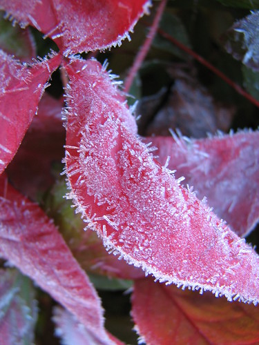 Frost | by madbronny52