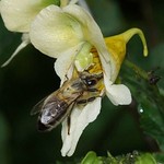 Westliche Honigbiene (Apis mellifera) im Schlosspark Borbeck