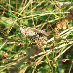 Nachtigall-Grashüpfer (Bow-winged Grasshopper, Chorthippus biguttulus);